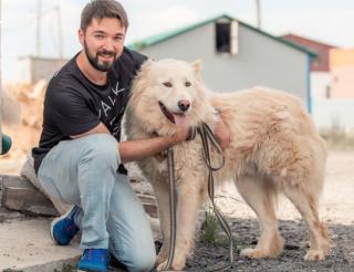 Волонтеры гуляют с собаками из приютов и строят им новые будки